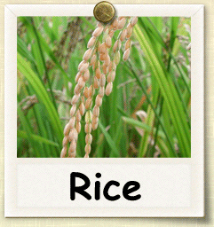 Organic Rice Seed | Seeds of Life