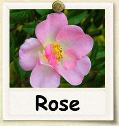How to Grow Rose | Guide to Growing Rose