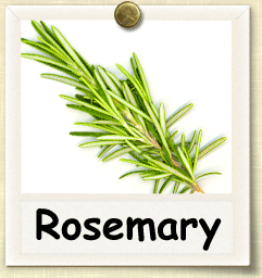 How to Grow Rosemary | Guide to Growing Rosemary