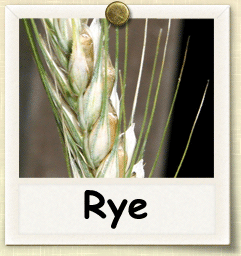 Organic Rye Seed | Seeds of Life