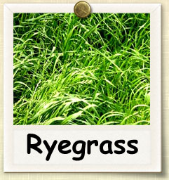 How to Grow Ryegrass | Guide to Growing Ryegrass