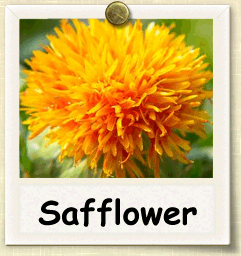 How to Grow Safflower | Guide to Growing Safflower