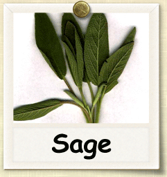 Organic Sage Seed | Seeds of Life