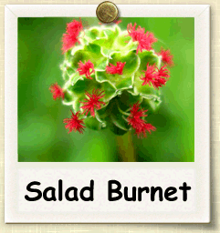 How to Grow Salad Burnet | Guide to Growing Salad Burnet