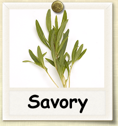 How to Grow Savory | Guide to Growing Savory