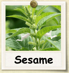 How to Grow Sesame | Guide to Growing Sesame