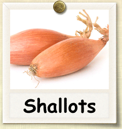 Heirloom Shallot Seed - Seeds of Life