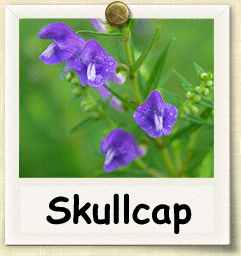 How to Grow Skullcap | Guide to Growing Skullcap