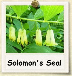 How to Grow Solomon's Seal | Guide to Growing Solomon's Seal