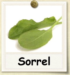 How to Grow Sorrel | Guide to Growing Sorrel