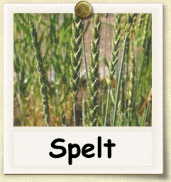 Organic Spelt Seed | Seeds of Life