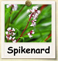 How to Grow Spikenard | Guide to Growing Spikenard