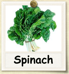 Organic Spinach Seed | Seeds of Life