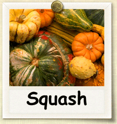 Organic Squash Seed | Seeds of Life
