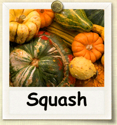 Heirloom Squash Seed - Seeds of Life