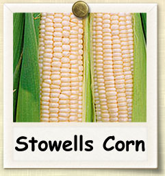 How to Grow Stowells Corn  | Guide to Growing Stowells Corn 