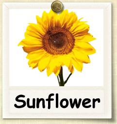How to Grow Sunflower | Guide to Growing Sunflower
