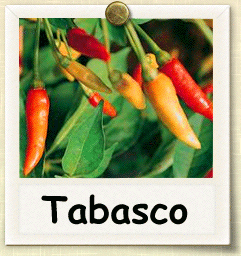 How to Grow Tabasco Pepper | Guide to Growing Tabasco Peppers