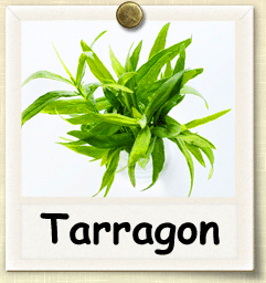 How to Grow Tarragon | Guide to Growing Tarragon