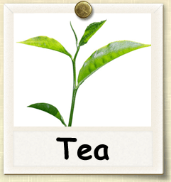 How to Grow Tea | Guide to Growing Tea