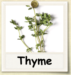 Heirloom Thyme Seed - Seeds of Life