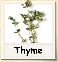 How to Grow Thyme | Guide to Growing Thyme