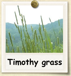 Growing timothy hay for rabbits shop