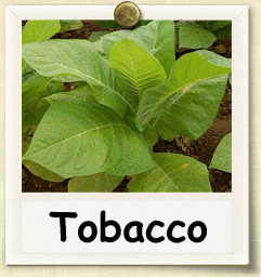 How to Grow Tobacco | Guide to Growing Tobacco