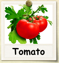 Organic Tomato Seed | Seeds of Life