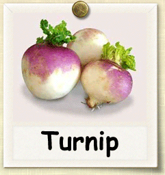 Organic Turnip Seed | Seeds of Life