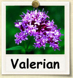 How to Grow Valerian | Guide to Growing Valerian