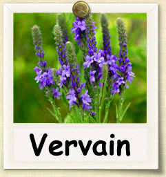 How to Grow Vervain | Guide to Growing Vervain
