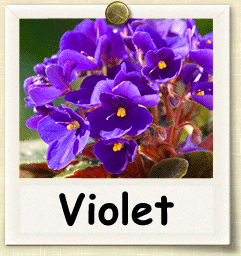 How to Grow Violet | Guide to Growing Violet