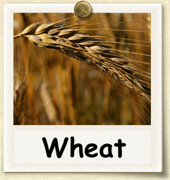 Organic Wheat Seed | Seeds of Life