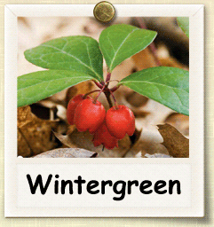 How to Grow Wintergreen | Guide to Growing Wintergreen