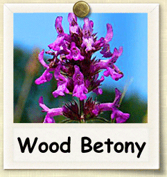 How to Grow Wood Betony | Guide to Growing Wood Betony