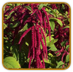 Organic Amaranth Seed | Seeds of Life