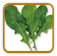 Organic Arugula Seed | Seeds of Life