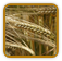 How to Grow Barley | Guide to Growing Barley