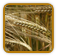 Heirloom Barley Seed | Seeds of Life