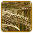 Organic Barley Seed | Seeds of Life