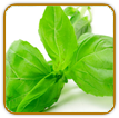 Organic Basil Seed | Seeds of Life Organic Basil Seed | Seeds of Life