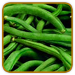 Heirloom Bean Seed | Seeds of Life