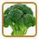 How to Grow Broccoli | Guide to Growing Broccoli