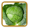 Organic Cabbage Seed | Seeds of Life