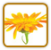 How to Grow Calendula | Guide to Growing Calendula