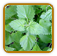 Heirloom Catnip Seed | Seeds of Life