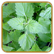 Organic Catnip Seed | Seeds of Life Organic Catnip Seed | Seeds of Life