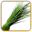Organic Chive Seed | Seeds of Life Organic Chive Seed | Seeds of Life