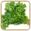 Organic Cilantro Seed | Seeds of Life